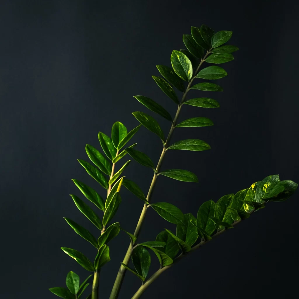 زاموفیلیا ابلق