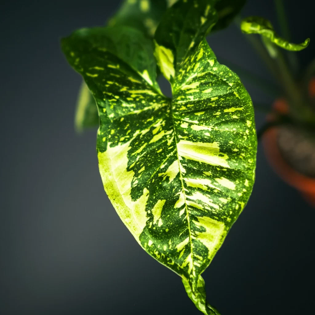 09 syngonium panda سینگونیوم پاندا