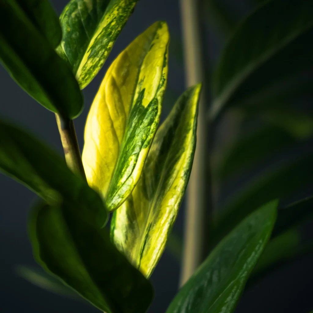 زاموفیلیا ابلق