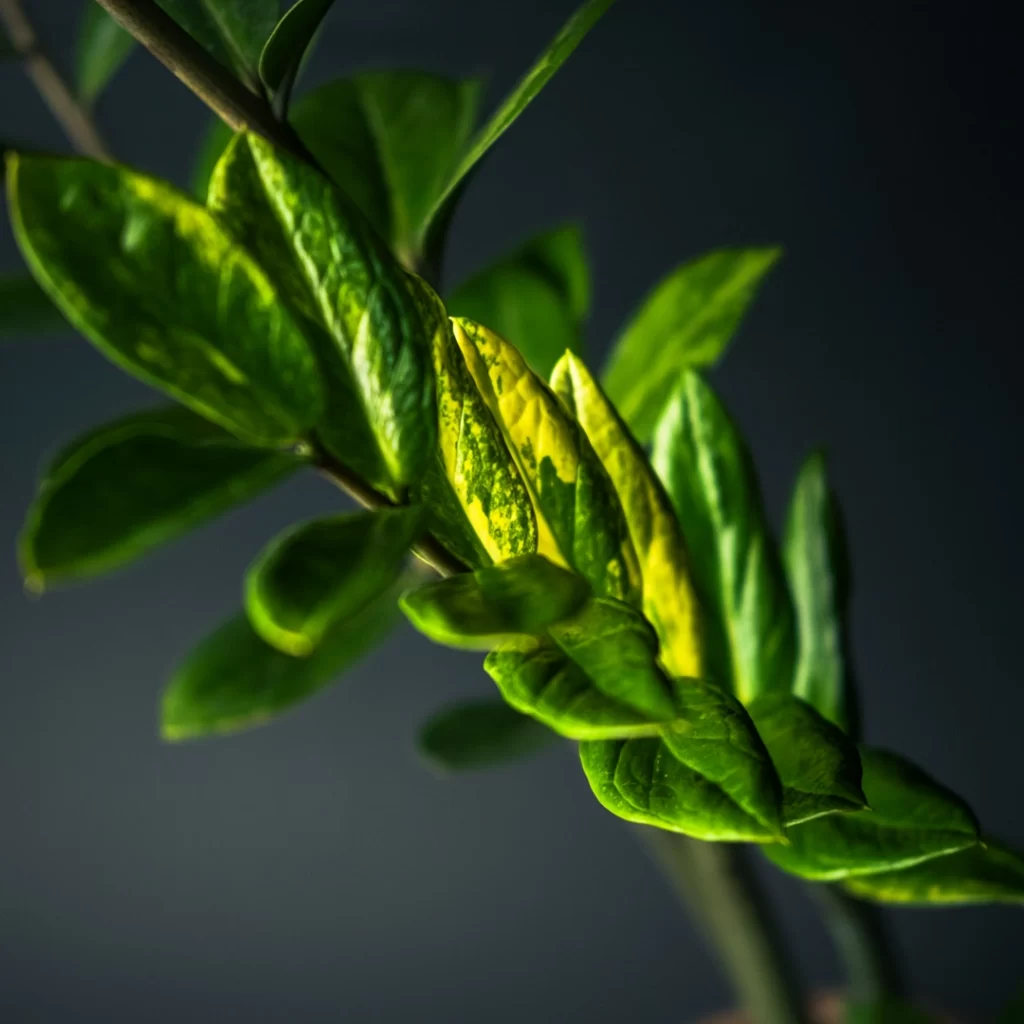 زاموفیلیا ابلق