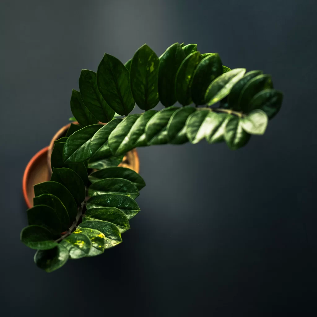 زاموفیلیا ابلق