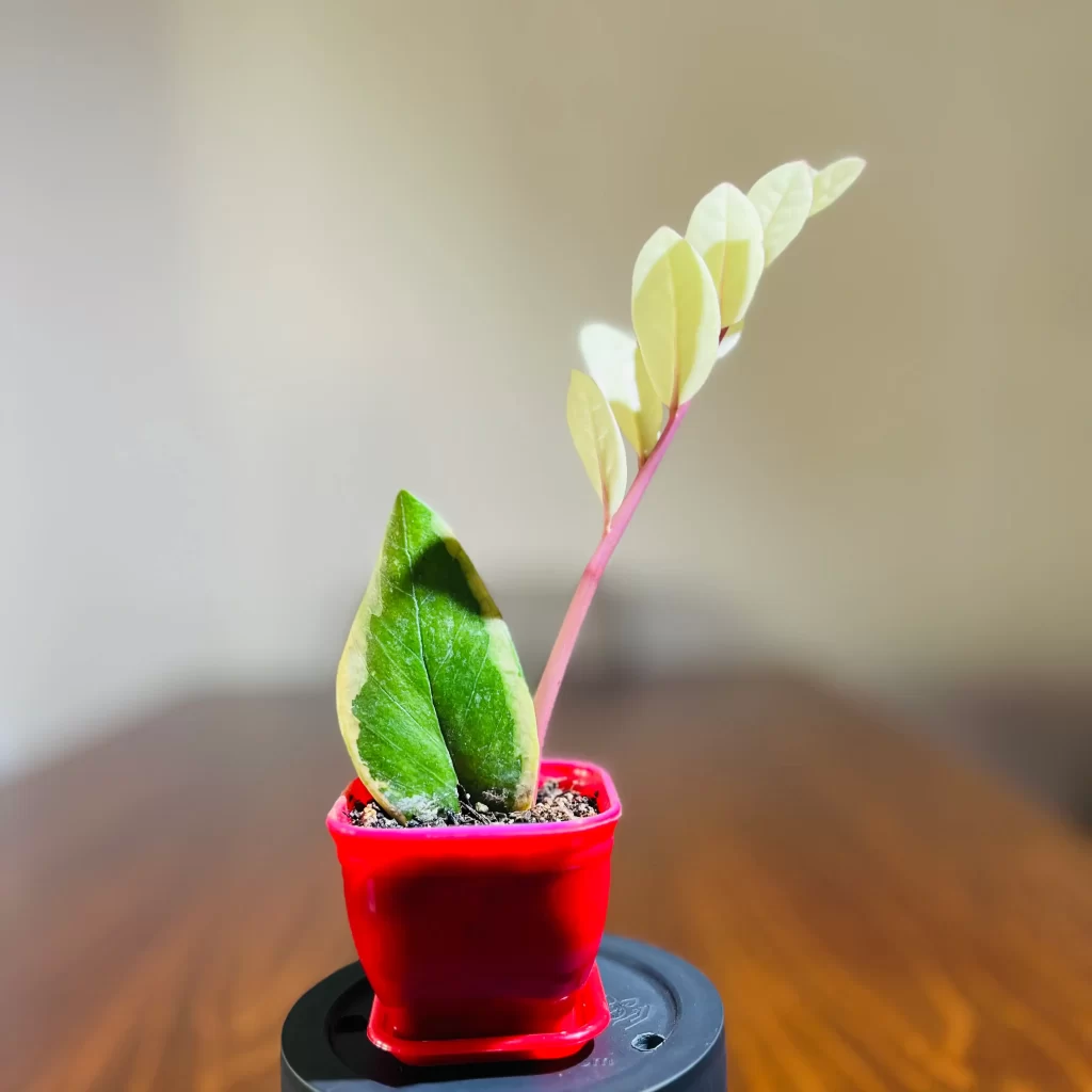 زاموفیلیا ابلق