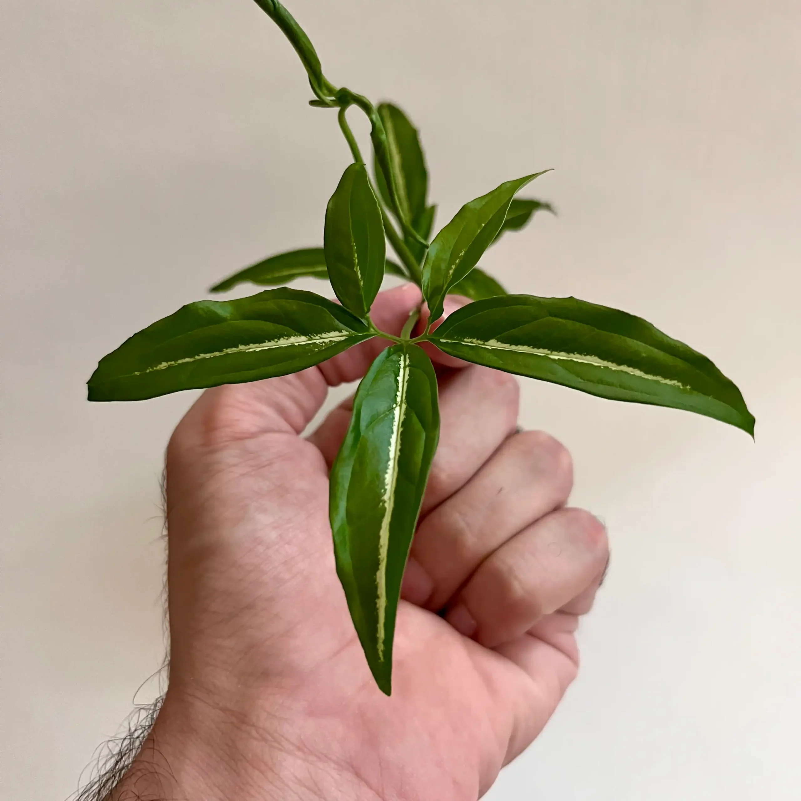 خرید سینگونیوم