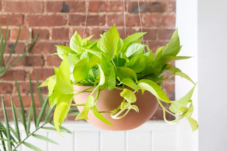 پوتوس neon pothos