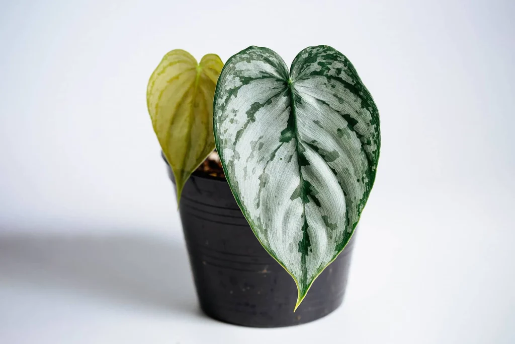 philodendron-varieties-brandtianum-brandi فیلودندرون