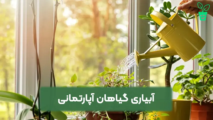 آبیاری گیاهان آپارتمانی