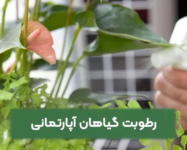 رطوبت گیاهان آپارتمانی