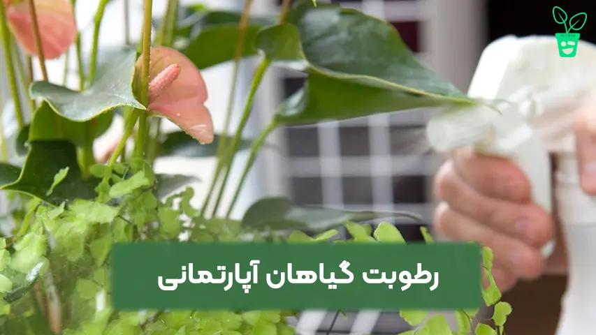 رطوبت گیاهان آپارتمانی