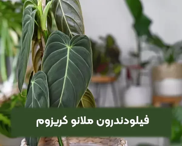 فیلودندرون ملانو کریزوم