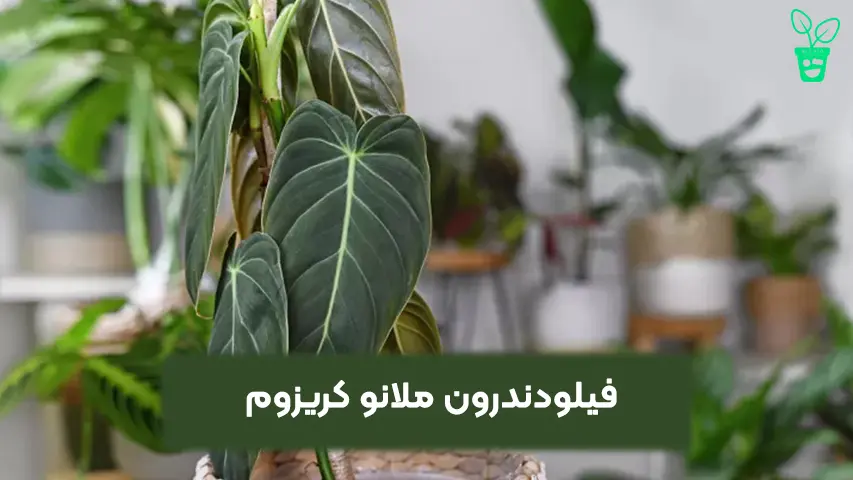 فیلودندرون ملانو کریزوم