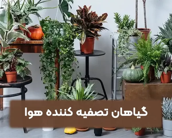گیاهان تصفیه کننده هوا