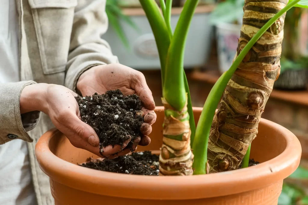 2048x1365 Alocasia SEO HouseplantswithJoeBagleyJI040422JoeBagley087 5b99fab