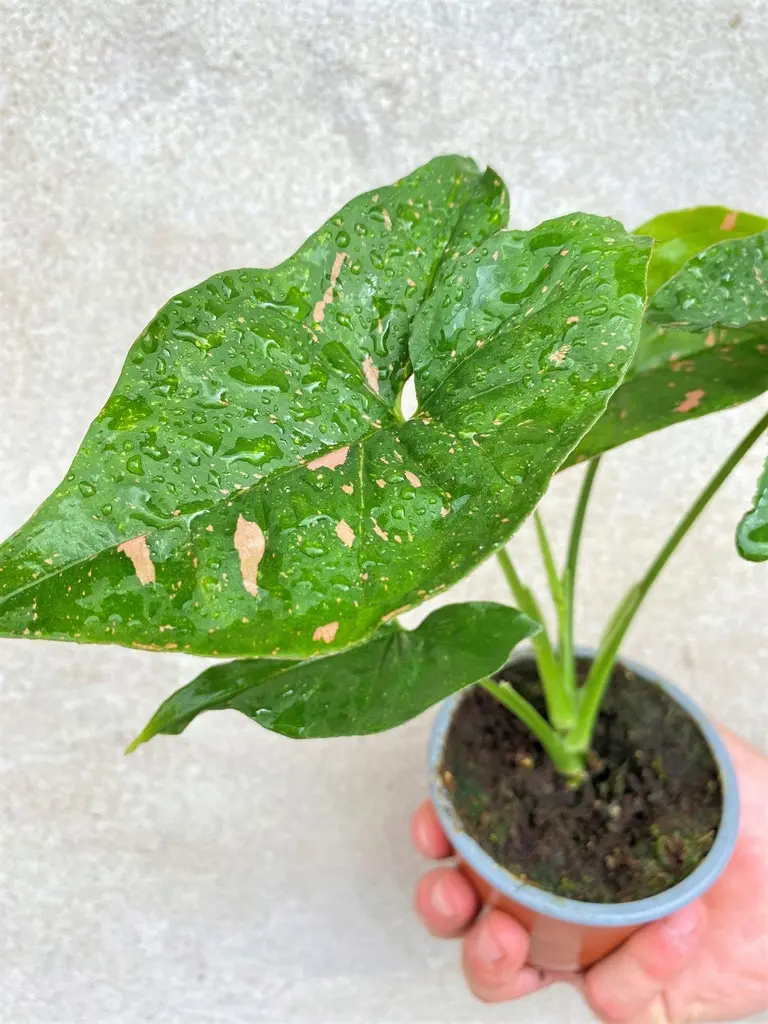 28db6e30437c9362fc19abdec834 سینگونیوم پینک اسپلش آلوژن