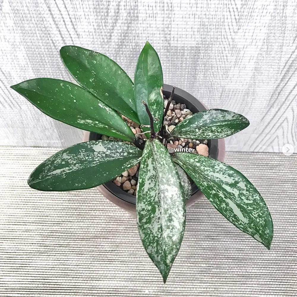 Hoya Pubicalyx Splash