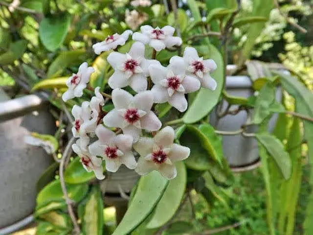 Hoya carnosa white flowers with red corona