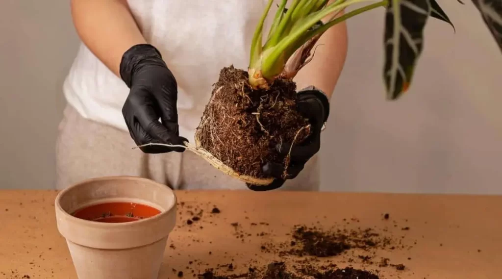 Inspecting the roots of a house plant