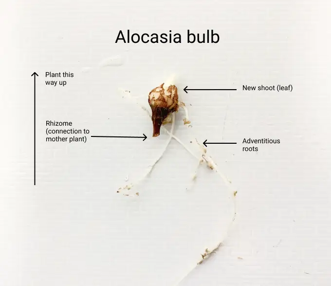 alocasiaanatomy