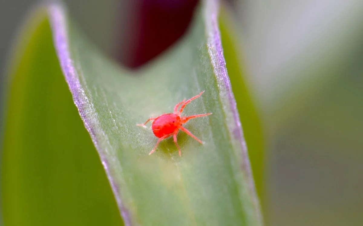 red spider mite