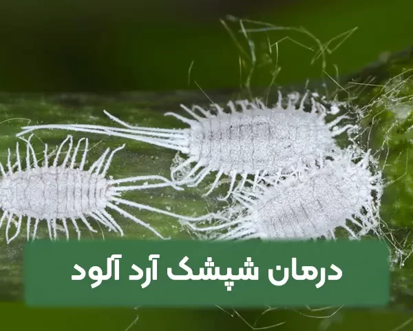 درمان شپشک آرد آلود