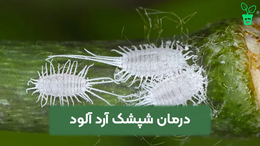 شپشک آردآلود