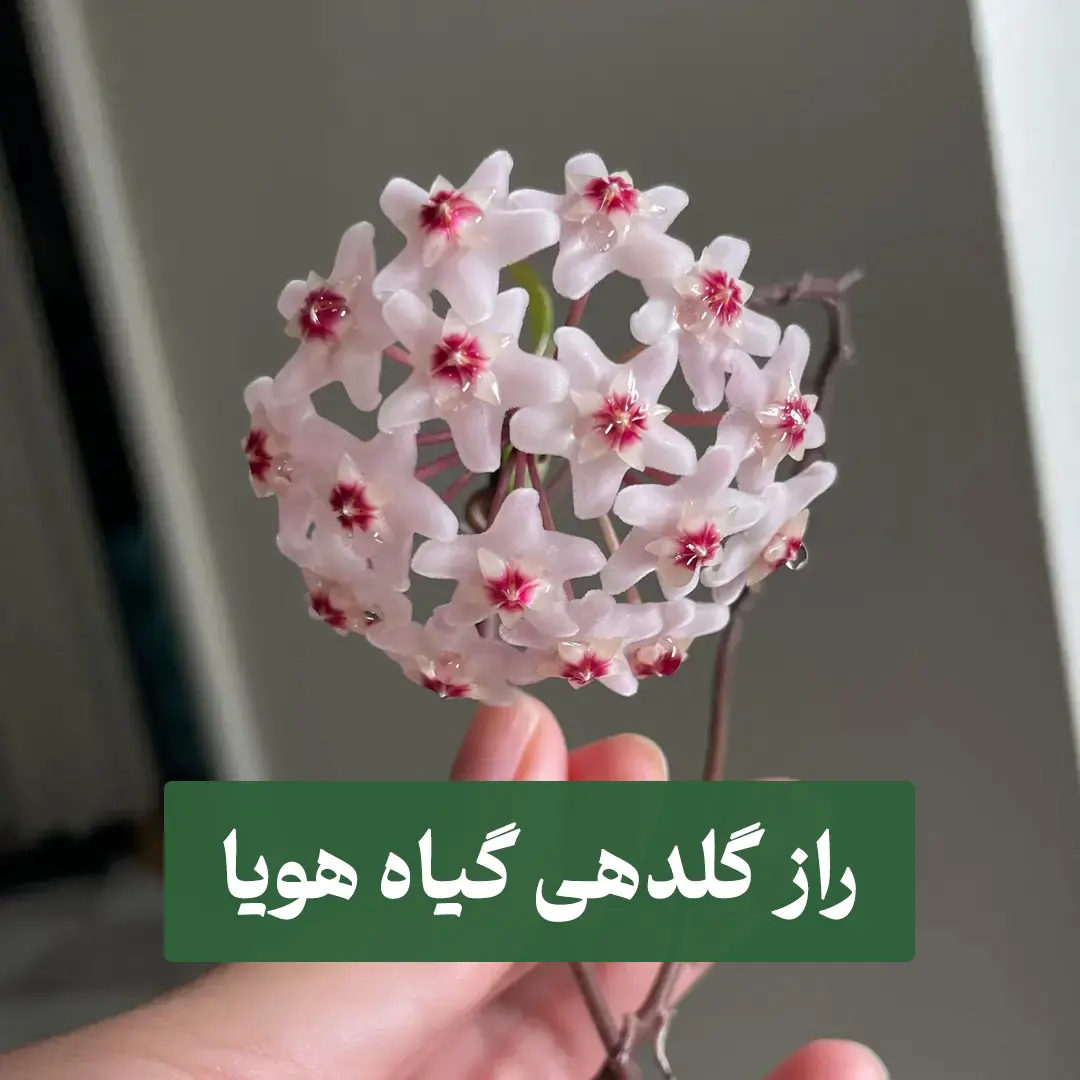 کدام واریته هویا برای خانه مناسبه