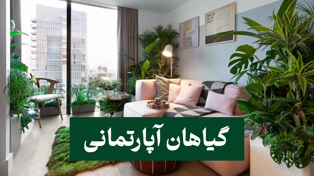 گیاهان آپارتمانی | گیاه خود را بشناسید 1 گیاهان آپارتمانی