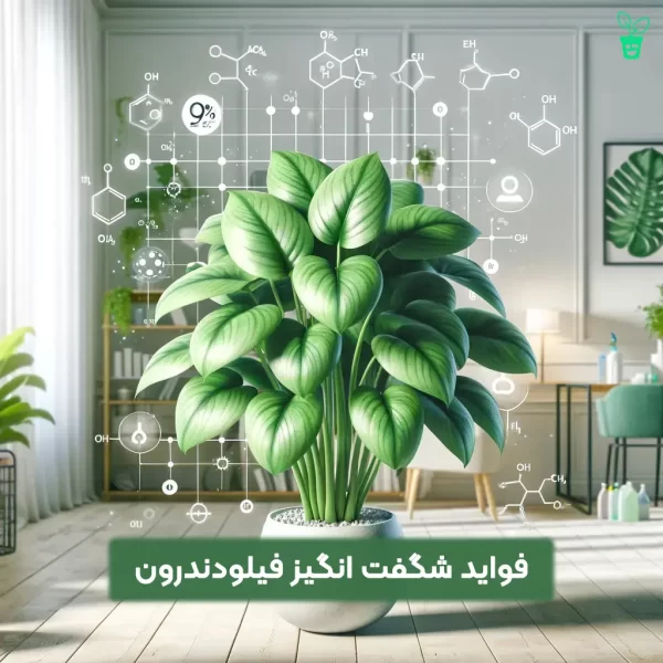 فیلودندرون
