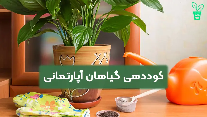 کوددهی گیاهان