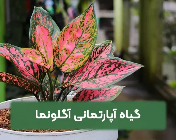 گیاه آپارتمانی آگلونما