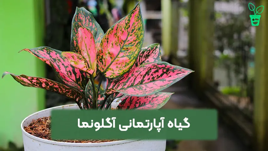 نگهداری از آگلونما