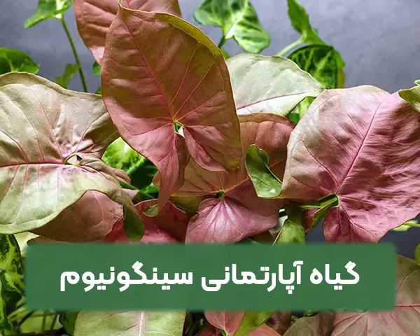 گیاه آپارتمانی سینگونیوم