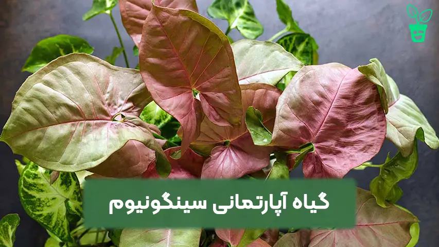 گیاه آپارتمانی سینگونیوم