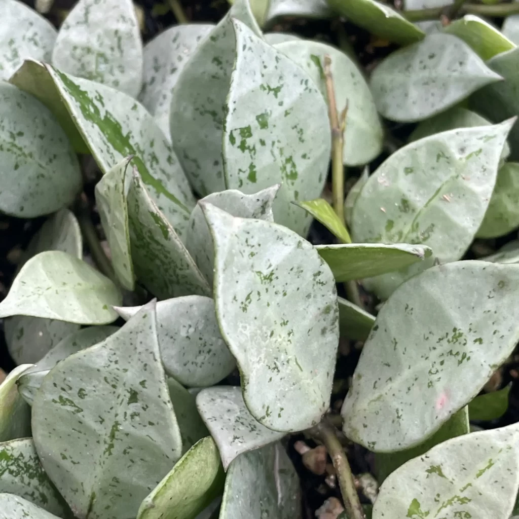 Hoya-krohniana-Eskimo-Super-Silver-Hoya-2-scaled Hoya krohniana Eskimo Super Silver Hoya 2 scaled 1