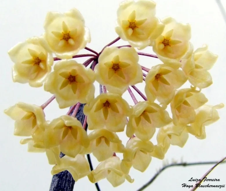 Hoya_blashernaezii_23046_l (1) هویا بلاشر
