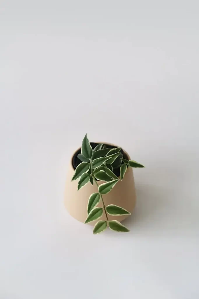 Variegated+Hoya+Bella+-+01 هویا بلا ابلق