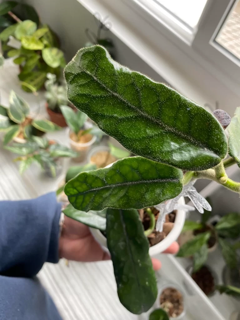 some-fuzzy-hoya-globulosa-villosa-leaves-v0-jdvutjdn87oa1 هویا گلوبلوسا