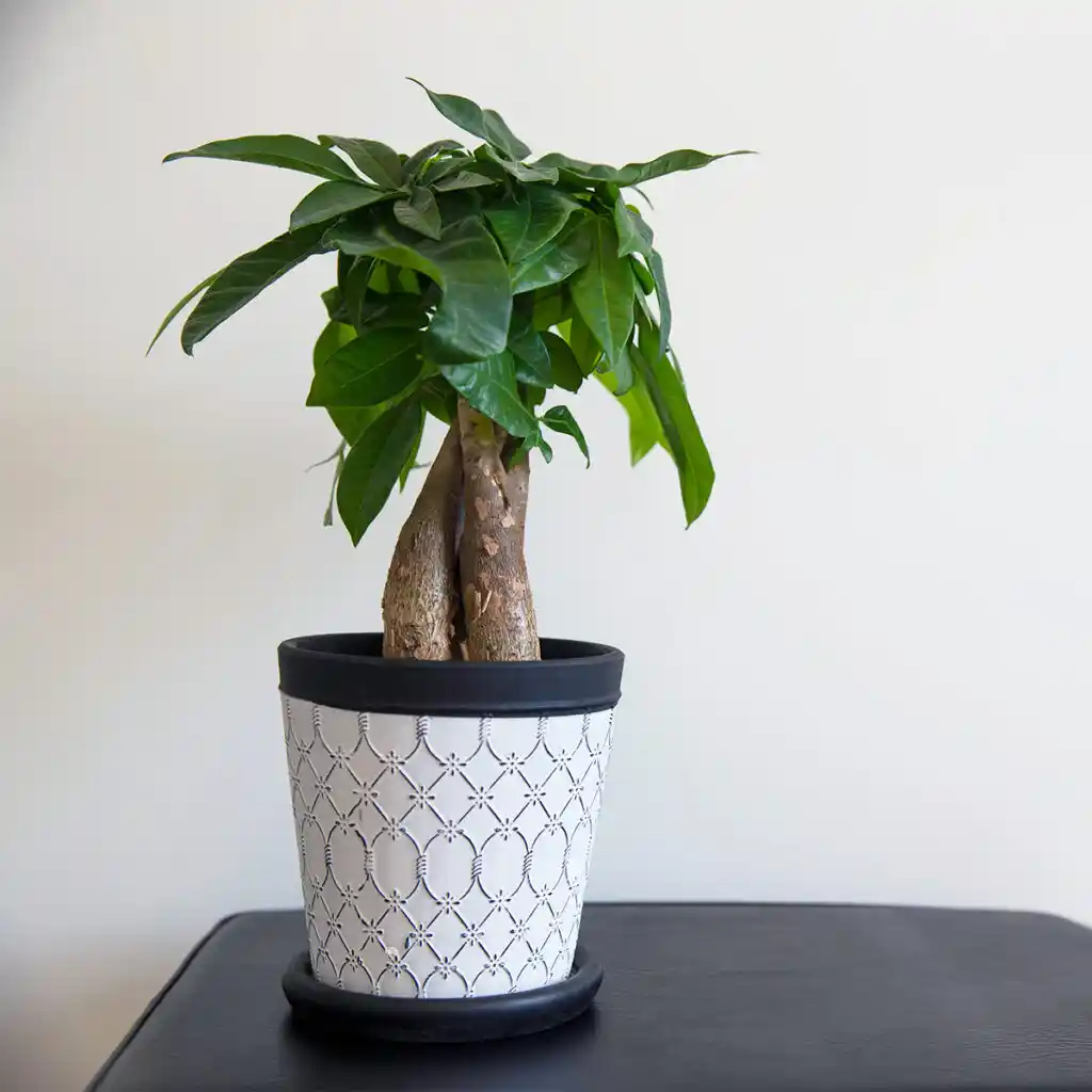 05_money-tree-pachira-aquatica_feng-shui_harmony-balance-wealth-abundance-luck-1024x1024 فنگشویی گیاهان