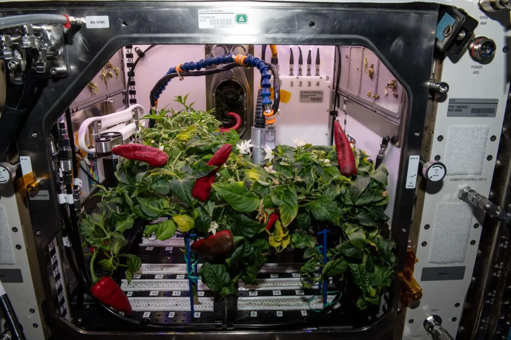230712154227-space-seeds-nasa-pepper-plants تولید گیاه در مریخ