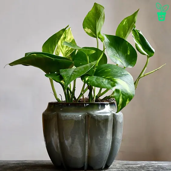 66 نگهداری پوتوس