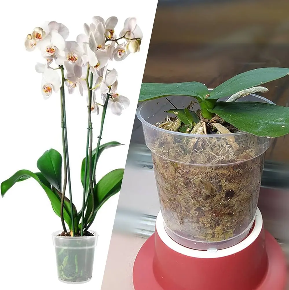 71kgI3SJJbL._AC_UF1000,1000_QL80_ مزایای استفاده از گلدانهای شفاف: راهنمای جامع