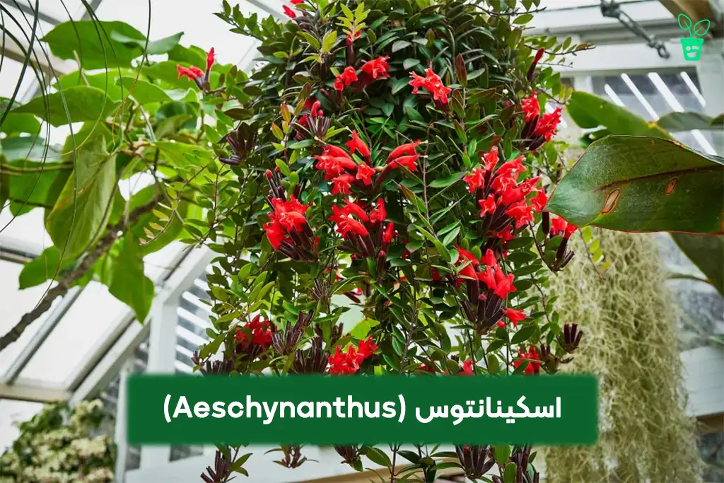 Aeschynanthus اسکینانتوس