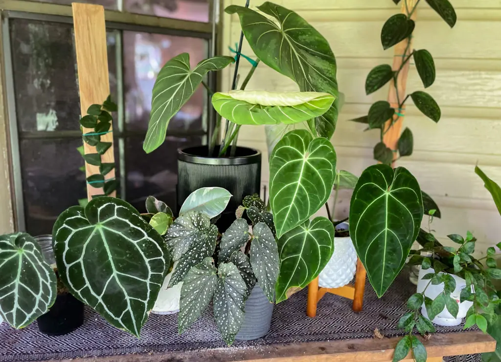 Aureliahouseplant-2-1024x741.jpg بهترین گیاهان آپارتمانی برای مبتدیان