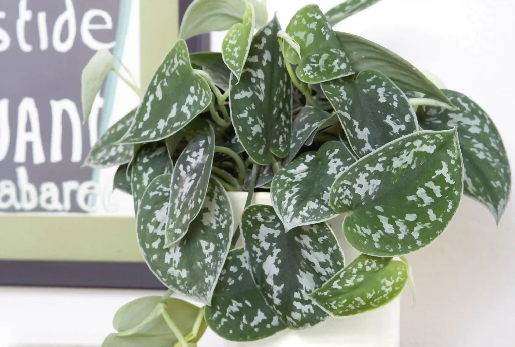 BHG-Satin-Pothos-100986975-7f30ad42e8c943a38db58fae1b088142 نگهداری پوتوس