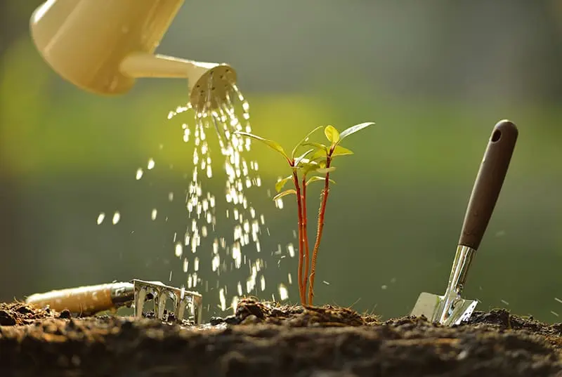 Calcium-Nitrate-fertilizer-cover کود کلسیم برای گیاهان