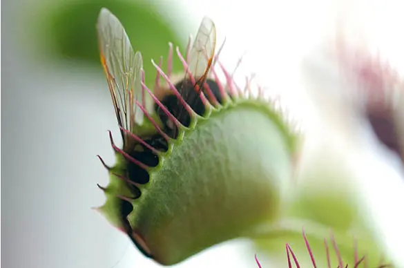 Category-Insect-eating-plants-585x388-1 گیاه گوشت خوار