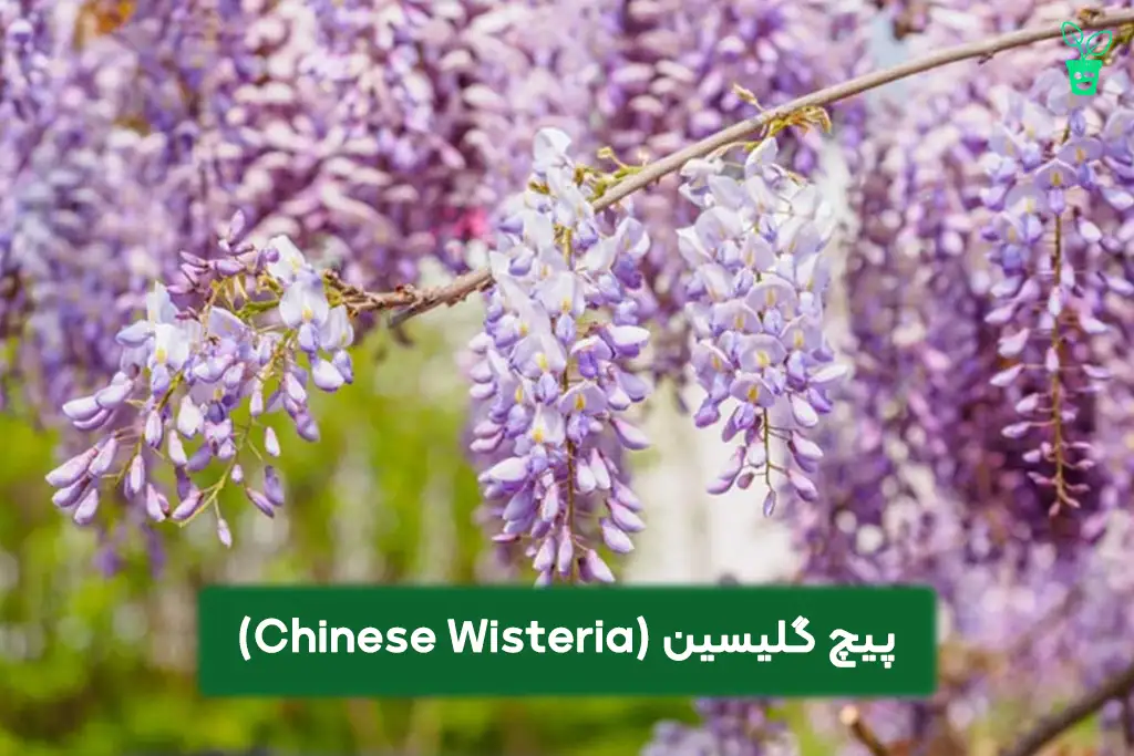Chinese Wisteria پیچ گلیسین