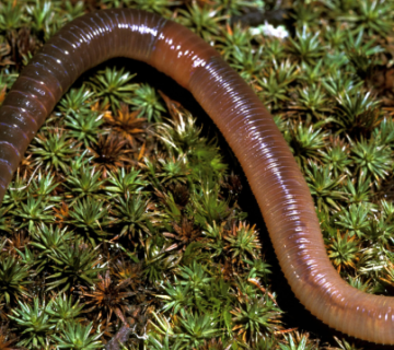 Earthworm