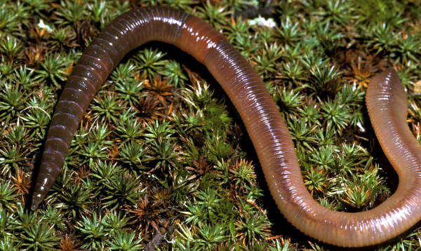 Earthworm