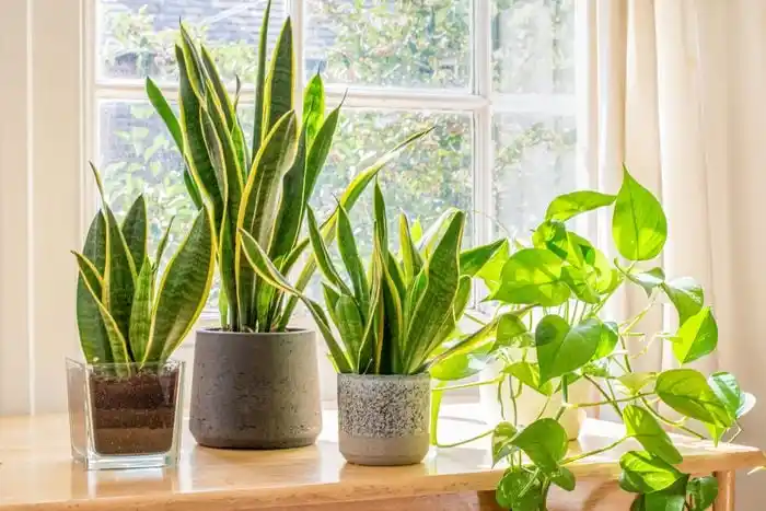 Feng-Shui-Plants-Little-Steps-Asia فنگشویی