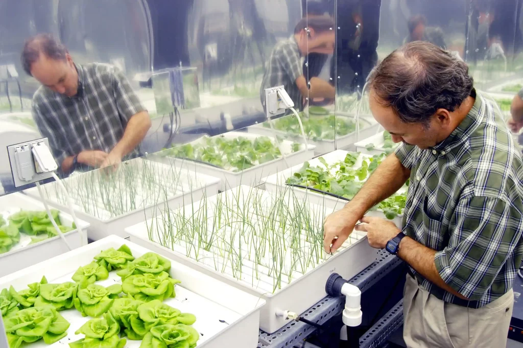 Hydroponic_onions,_NASA_--_17_June_2004 بهترین گیاهان برای هیدروپونیک